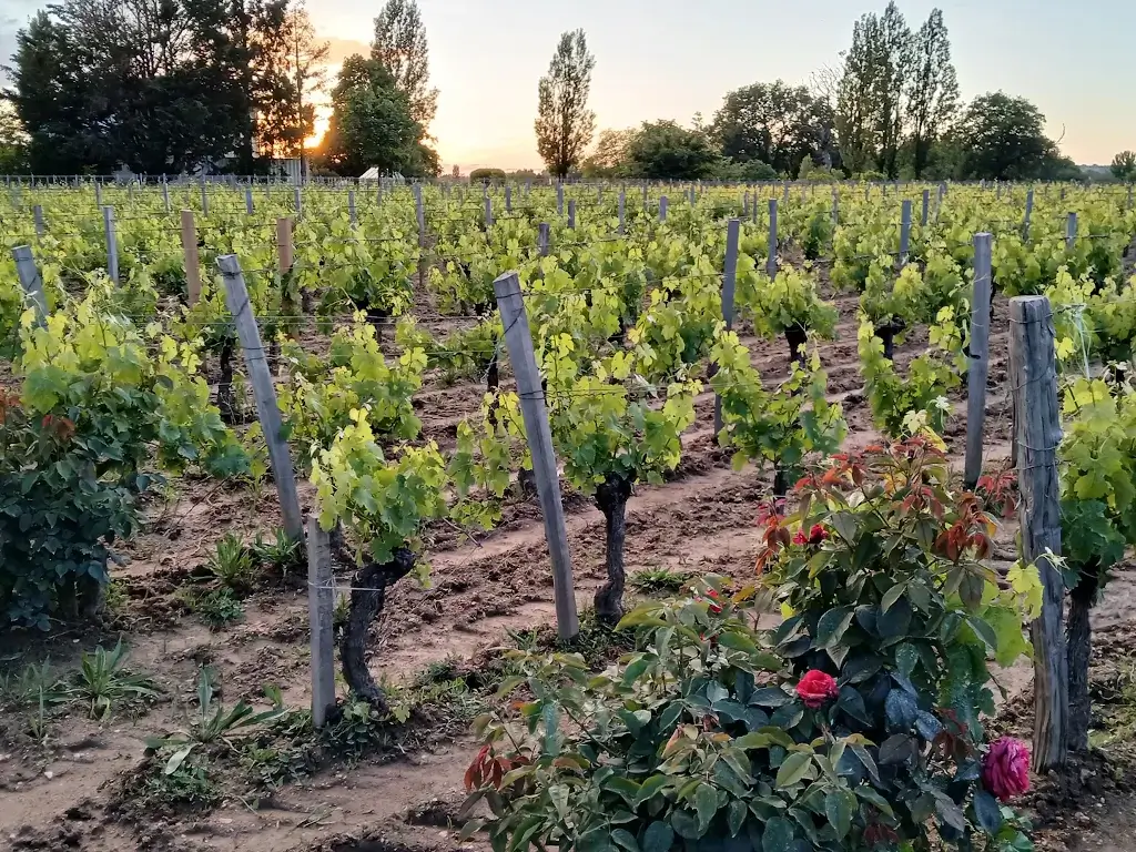 Parcelle au printemps du Château des Capucins