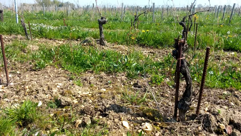 Un terroir sablo-graveleux dans le prolongement du plateau de Pomerol.