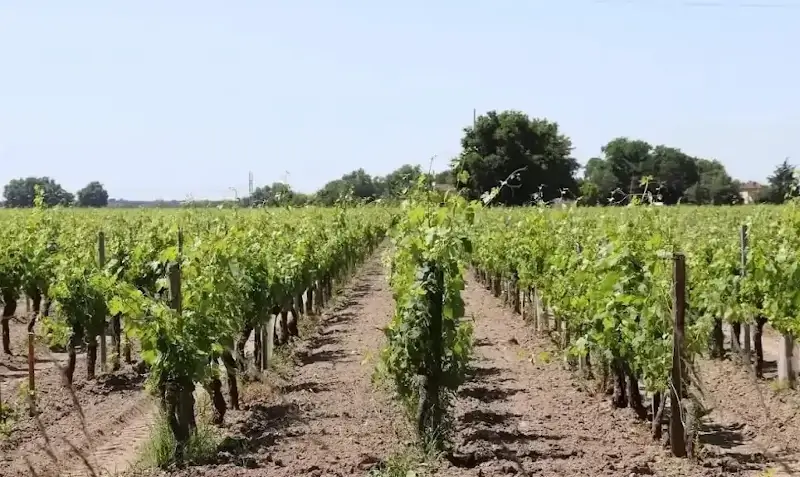 Vigne du chateau des capucins